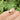 Heart Signet Ring with Sapphire