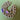 Antique 15ct Open Curb // Purple & Pink Sapphire