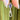 Purple Sapphire Pear & Swivel Dog Clasp - Silver