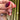 GEMbellished Curb Drop / Soft Pink Asscher Spinel