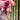 GEMbellished Curb Drop / Purplish-Pink Asscher Spinel