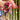 GEMbellished Curb Drop / Purplish-Pink Asscher Spinel